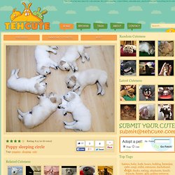Teh Cute - Cute puppies, cute kittens & other adorable cute animals