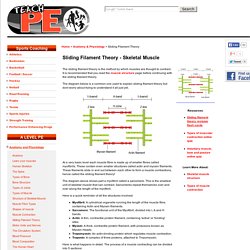 Sliding Filament Theory of skeletal muscle