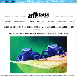 The World's Smallest and Deadliest Animals