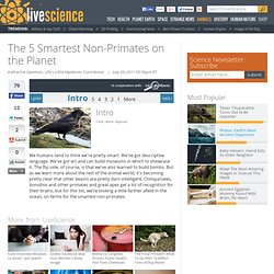 The 5 Smartest Non-Primates on the Planet