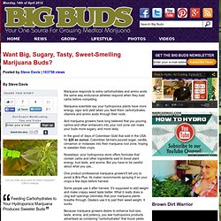 Grow Big, Sugary, Tasty, Sweet-Smelling Marijuana Buds