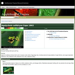 Smithsonian Tropical Research Institute-Agalychnis callidryas Cope 1862