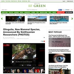 Olinguito, New Mammal Species, Announced By Smithsonian Researchers (PHOTOS)