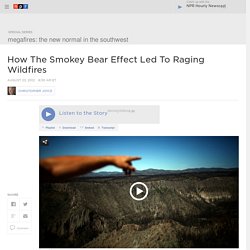 How The Smokey Bear Effect Led To Raging Wildfires