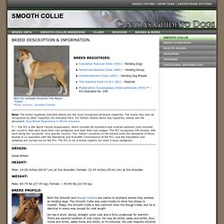 Smooth Collie - Canada's Guide to Dogs