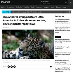 Jaguar parts smuggled from Latin America to China via secret routes, environmental report says - ABC News
