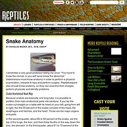 Reptiles: Snake Anatomy