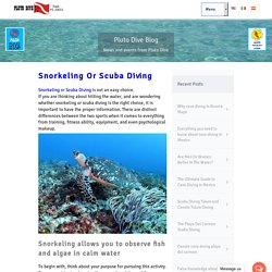 Snorkeling Or Scuba Diving at Pluto Dive in Playa del Carmen - Pluto Dive