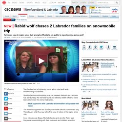 Rabid wolf chases 2 Labrador families on snowmobile trip - Newfoundland & Labrador