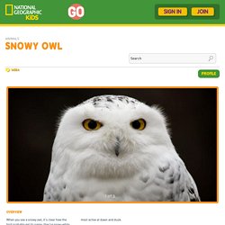 Snowy Owl Facts and Pictures