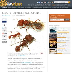 Keys to Ant Social Status Found
