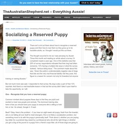 Socializing a Reserved Puppy - TheAustralianShepherd.net - Everything Aussie!