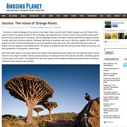 Socotra: The Island of Strange Plants