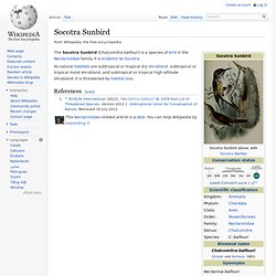 Socotra Sunbird - Wikipedia, the free encyclopedia - Nightly