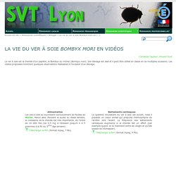 La vie du ver à soie Bombyx mori en vidéos - SVT Lyon