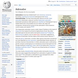 Solenodon