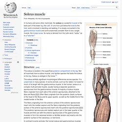 Soleus muscle
