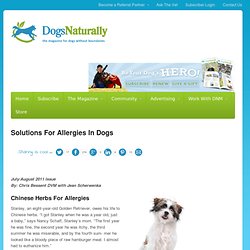 Solutions For Allergies In Dogs