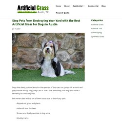 Solving Lawn Issues with the Best Artificial Grass for Dogs in Austin