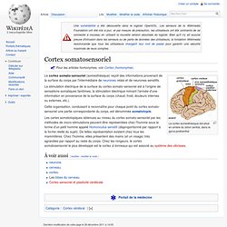 Cortex somatosensoriel