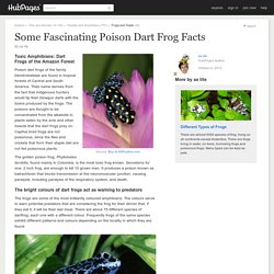 Some Fascinating Poison Dart Frog Facts
