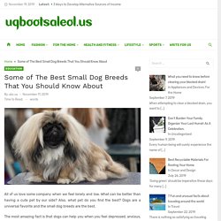 Some of The Best Small Dog Breeds That You Should Know About