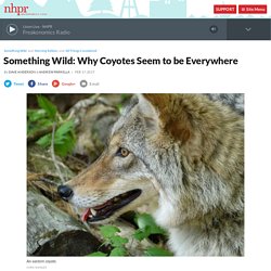 Something Wild: Why Coyotes Seem to be Everywhere