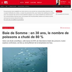 Baie de Somme : en 30 ans, le nombre de poissons a chuté de 80 %