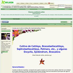 Consejos para el cultivo de Cattleya, BLC, Sophrolaeliocattleya, Potinara..