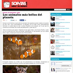 Los animales más bellos del planeta