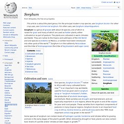 Sorghum - Wikipedia, the free encyclopedia - (Build 201004010646