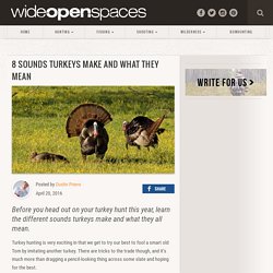8 Sounds Turkeys Make and What They Mean