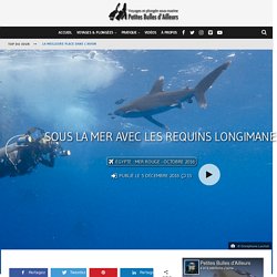 Sous la mer avec les requins longimanes