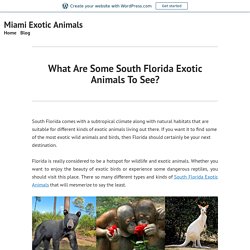 What Are Some South Florida Exotic Animals To See?