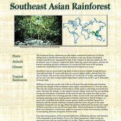 Southeast Asian Rainforests
