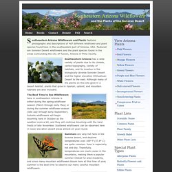 Southeastern Arizona Wildflowers and the Plants of the Sonoran Desert