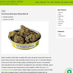 Order Space Monkey Meds Online