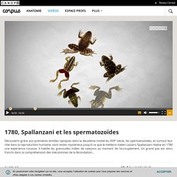 1780, Spallanzani et les spermatozoïdes - Corpus - réseau Canopé (2'50)