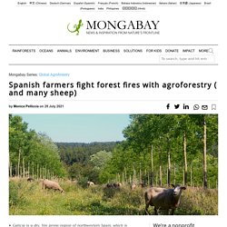 Spanish farmers fight forest fires with agroforestry (and many sheep)