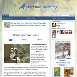 House Sparrows - Their Mating, Nesting, and Feeding Habits