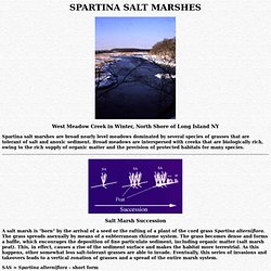 Spartina Salt Marshes