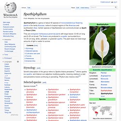 Spathiphyllum