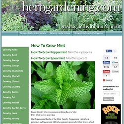 411 On Growing Herbs