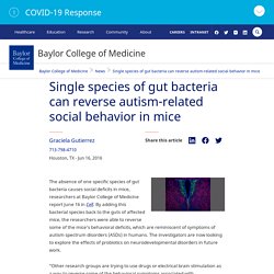 Single species of gut bacteria can reverse autism-related social behavior in mice