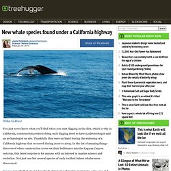 New whale species found under a California highway