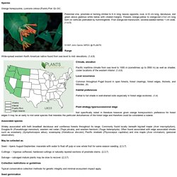 Orange Honeysuckle Fact Sheet