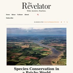 Species Conservation in a Patchy World