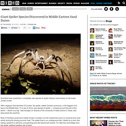 Giant Spider Species Discovered in Middle Eastern Sand Dunes