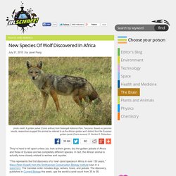 New Species Of Wolf Discovered In Africa