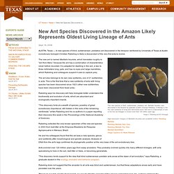New Ant Species Discovered in the Amazon Likely Represents Oldest Living Lineage of Ants